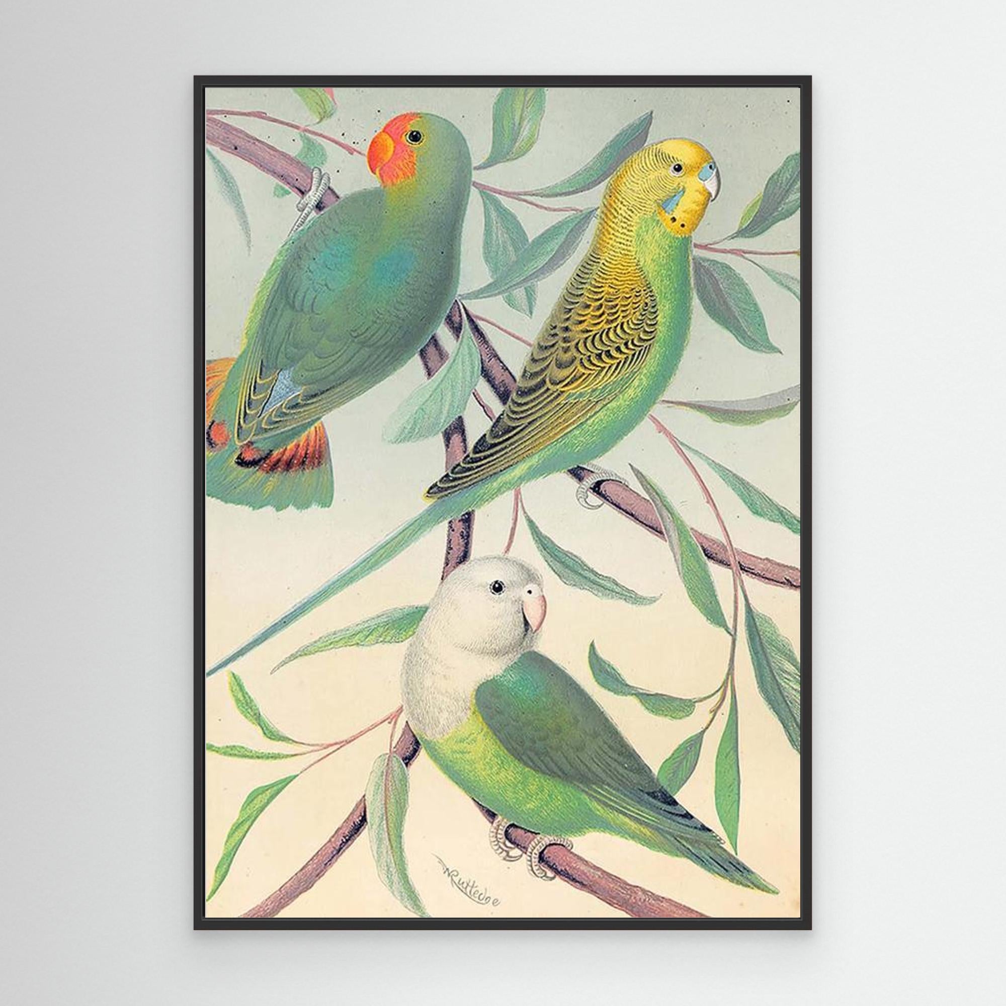 Vintage Budgie Wall Art for Nursery & Bedroom Decor - Framed Pop Art