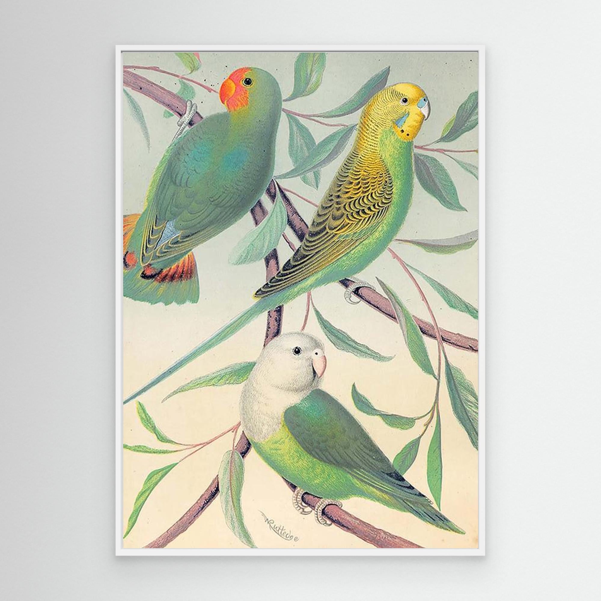 Vintage Budgie Wall Art for Nursery & Bedroom Decor - Framed Pop Art