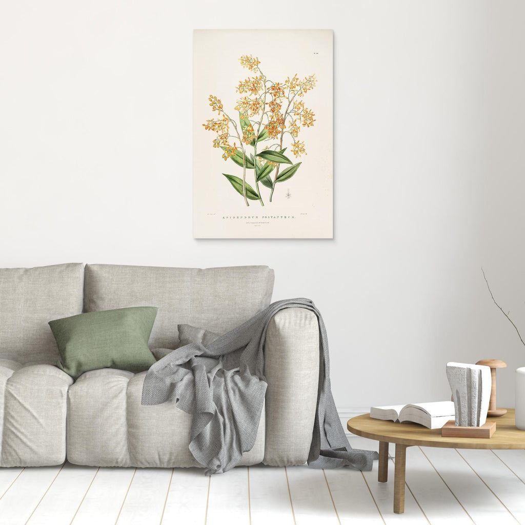 Vintage Botanical Orchid Print | Period Home Wall Art - Framed Pop Art